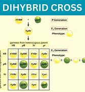 Image result for Example of a Dihybrid Cross