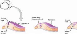 Image result for Different Zones of Neural Tube