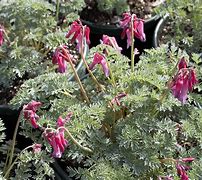 Image result for Dicentra Candy Hearts