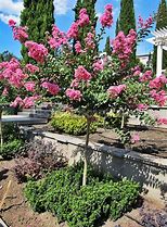 Lagerstroemia Near East に対する画像結果