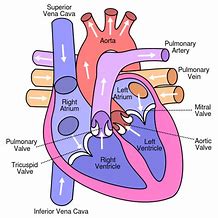 Image result for Heart for Children