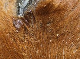 Image result for horse lice pictures