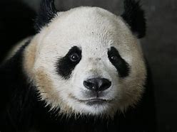 Image result for Giant Panda Face