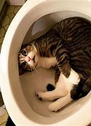Image result for Cat Toilet Meme
