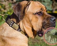 Image result for Cane Corso Dog Collar