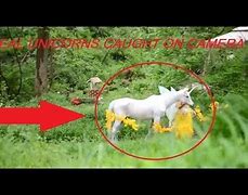 Image result for Real Unicorn People