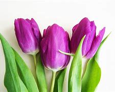 Image result for Purple Spring Flowers Wallpaper