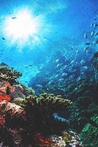 Image result for iPhone Wallpaper Under the Ocean
