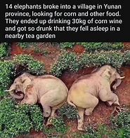 Image result for Reading Manual Elephant Drunk Meme