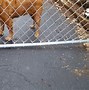 Image result for Chain Link Fence Double Gate Latch