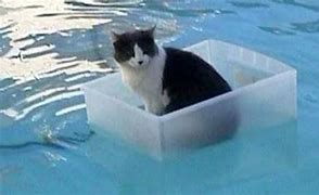 Image result for Cat Floating in Fish Tank Meme