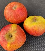 Image result for Red Cider Apple Varieties