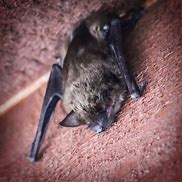 Image result for Spotted Bat Sleeping