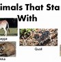Image result for Animals That Start with Q List