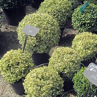 Image result for Buxus Semp