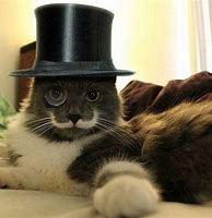 Image result for Polite Cat Top Hat