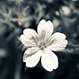 Image result for Black and White Flower Wallpaper for Walls