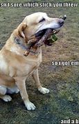 Image result for 9GAG Dog Meme