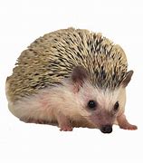 Image result for English Hedgehog