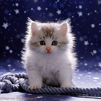 Image result for Fluffy Newborn Kitten