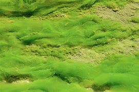 Image result for algal�