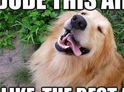 Image result for You Need to Dog Meme