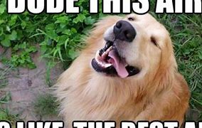 Image result for What the Heck Is the Dog Doing Real Meme