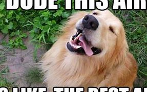 Image result for Super Duper Funny Dog Memes