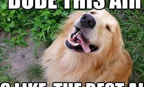 Image result for Dog and Baby Meme