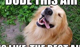 Image result for Funny Conniving Dog Memes