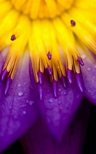 Image result for Flower Background for Kindle Fire