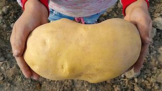 Image result for The Largest Elba Potato
