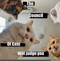 Image result for Cat Judge Meme