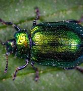Image result for Green Bugs That Look Like Leaves