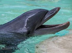 Image result for Smiling Dolphin
