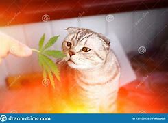 Image result for Weed Cat Anime
