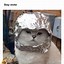 Image result for Catto Meme