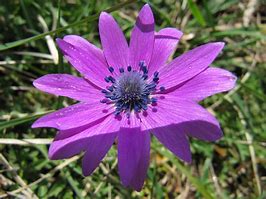 Image result for Anemone hortensis