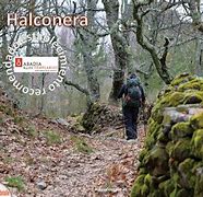 Image result for halconera