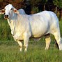 Image result for Brahman Hindi Steakers