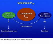 Image result for cytochrom_p450