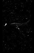 Image result for Samsung Galaxy S9 Whale Wallpaper