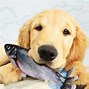Image result for Flappy Dog Toys