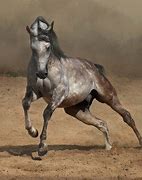 Image result for Arabian Andalusian Horse
