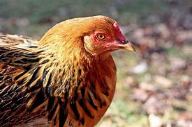Image result for Rhode Island Red Rooster