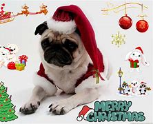 Image result for Funny Christmas Pugs