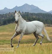 Image result for White Thoroughbred Horse Racing