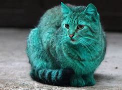 Image result for Bulgarian Green Cat