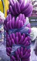 Image result for Fruit Bat Banana
