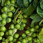 Image result for Grapes Grow On Vines